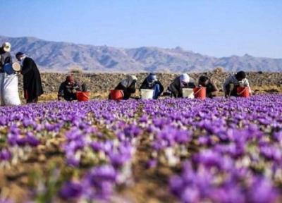 شروع به کاربازارچه خرید و فروش گل زعفران اتحادیه تعاون روستایی شهرستان فاروج