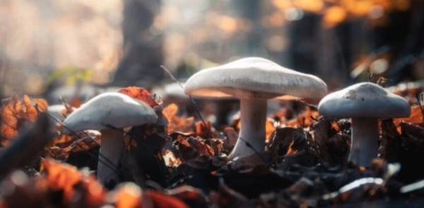 آیا قارچ ها جنگل ها را کنترل می نمایند؟ ، نتایج یک تحقیق درباره شبکه گسترده قارچی در جهان