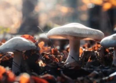 آیا قارچ ها جنگل ها را کنترل می نمایند؟ ، نتایج یک تحقیق درباره شبکه گسترده قارچی در جهان